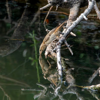 Pallas's grasshopper warbler