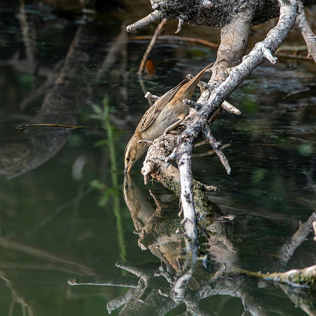 Pallas's grasshopper warbler