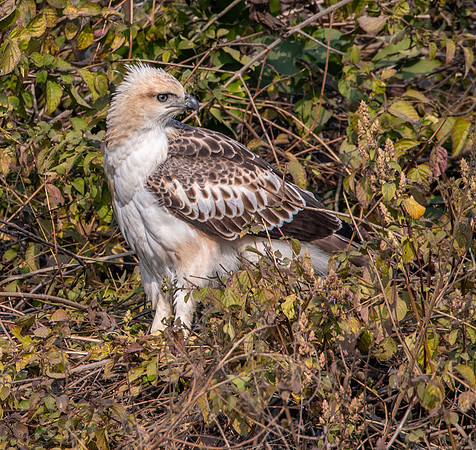 Changeable hawk eagle