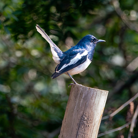 Oriental magpie robin