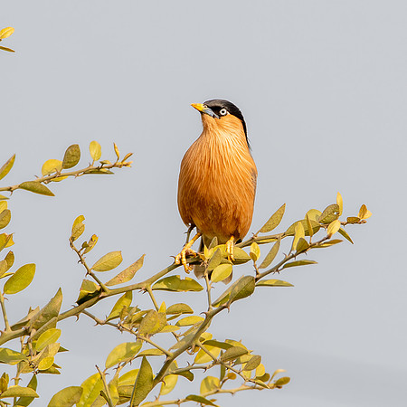 Brahminy / Pagoda /starling / myna