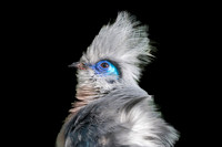Crested coua