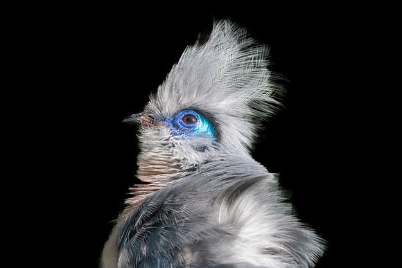 Crested coua