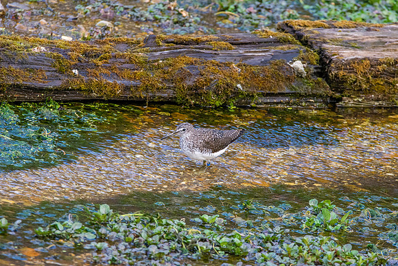Green sandpiper