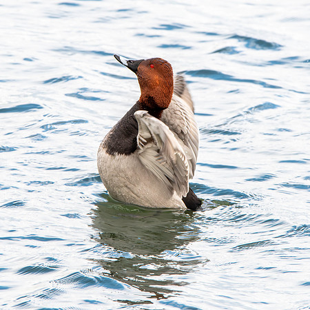 Common pochard