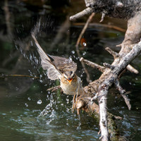 Pallas's grasshopper warbler