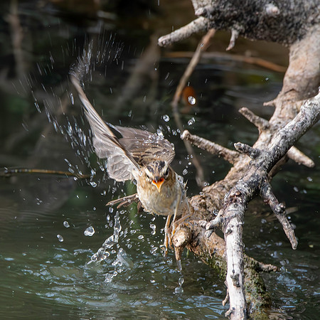 Pallas's grasshopper warbler