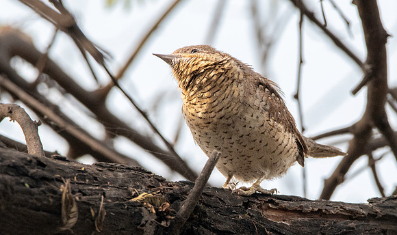 Wryneck