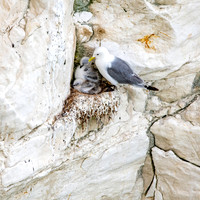 Black legged kittiwake