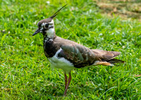 Northern Lapwing