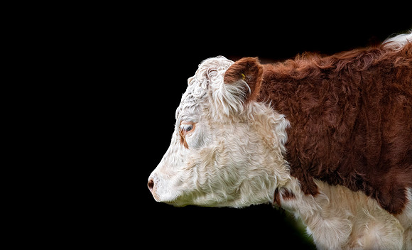 Hereford cattle
