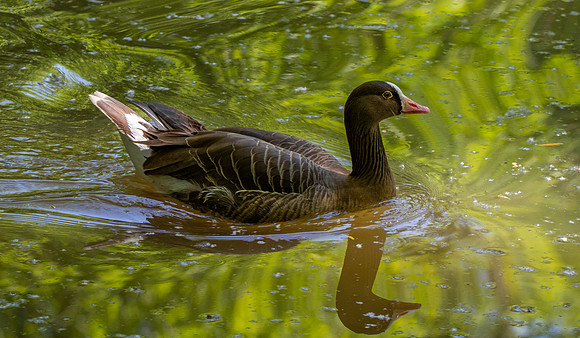 Lesser white fronted goose