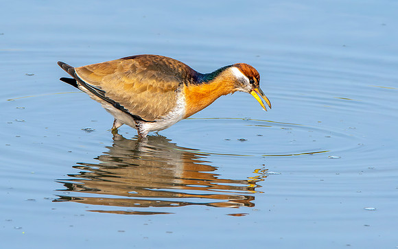 Bronze winged jacana