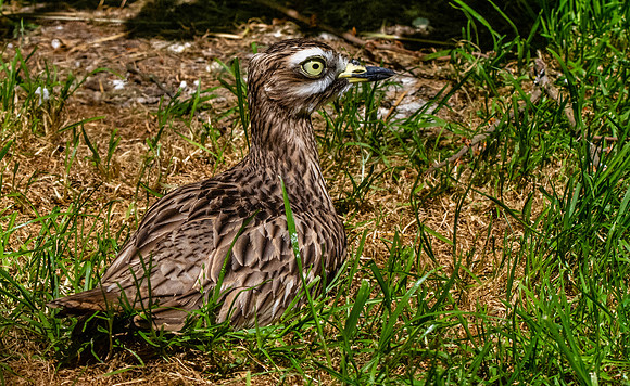 Stone curlew