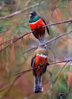 Collared trogon, male and female