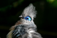 Crested coua