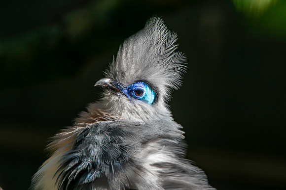 Crested coua