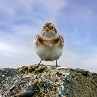 Snow bunting