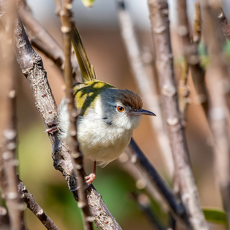 Common tailorbird