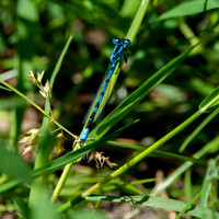 Common blue