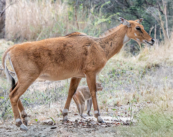 Nilgai / blue bull antelope, female
