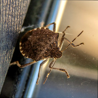 Brown marmorated stink bug