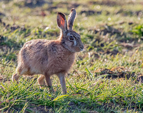 Brown hare
