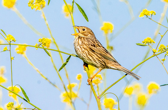 Corn bunting