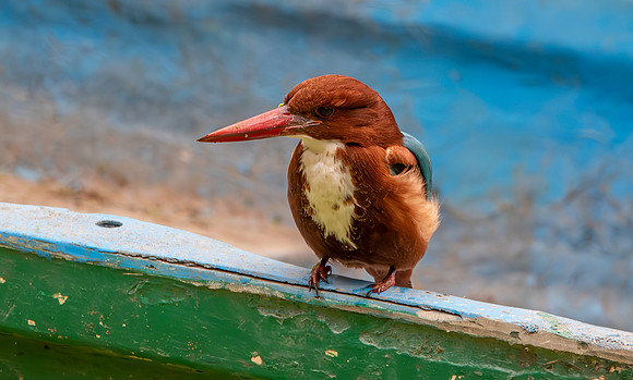 White throated / breasted kingfisher