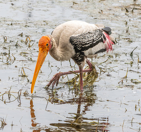 Painted stork