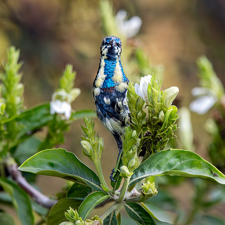 Immature Purple sunbird
