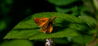 Large skipper