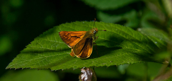 Large skipper