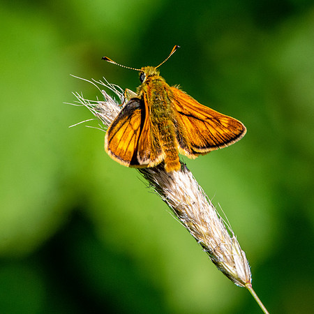 Large skipper