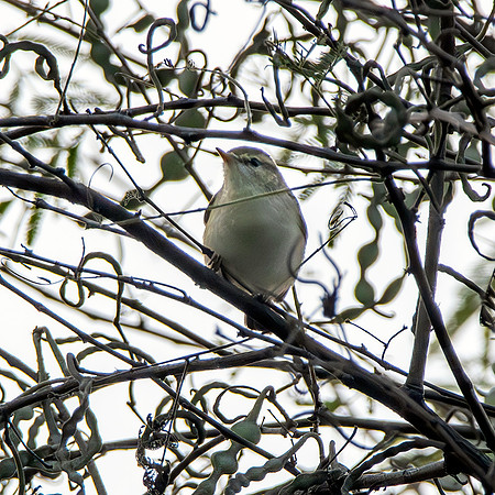 Brooks' leaf warbler