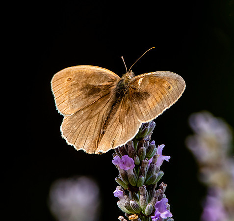 Meadow brown