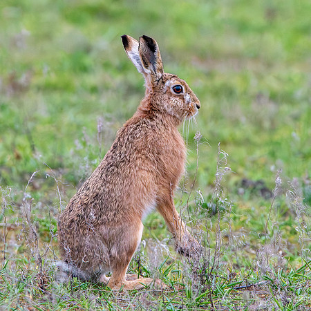Brown Hare