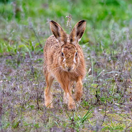 Brown Hare