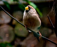 Masked finch