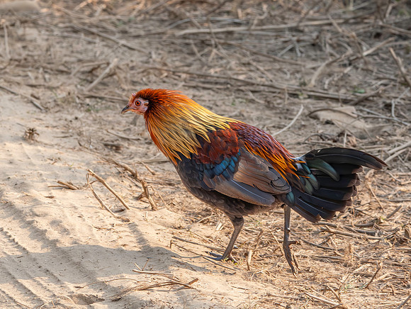 Red junglefowl