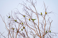 Plum headed parakeet