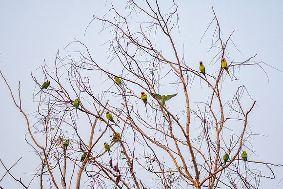 Plum headed parakeet