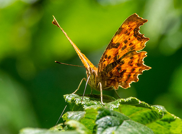 Comma