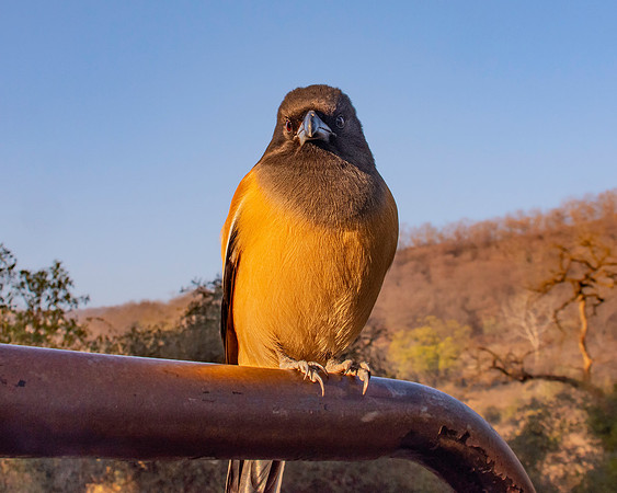 Rufous treepie