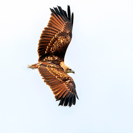 Brahminy kite in flight