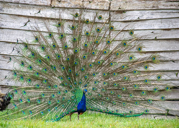 Peacock
