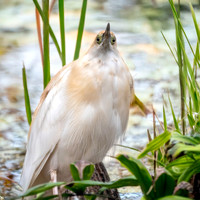 Madagascar pond heron