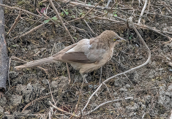 Large grey babbler