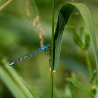 Common bluet damselfly