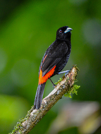 Cherrie's tanager